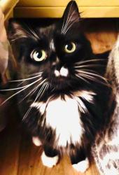 Lost Male Cat last seen V st SE, Tumwater, WA 98501