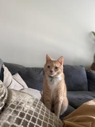 Reunited Male Cat last seen laurel falls ln, Raleigh, NC 27603