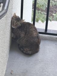 Found/Stray Unknown Cat last seen At Cortland apmts, Winter Garden, FL 34787