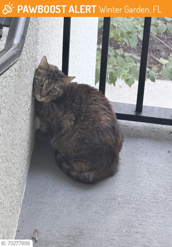 Found/Stray Unknown Cat last seen At Cortland apmts, Winter Garden, FL 34787