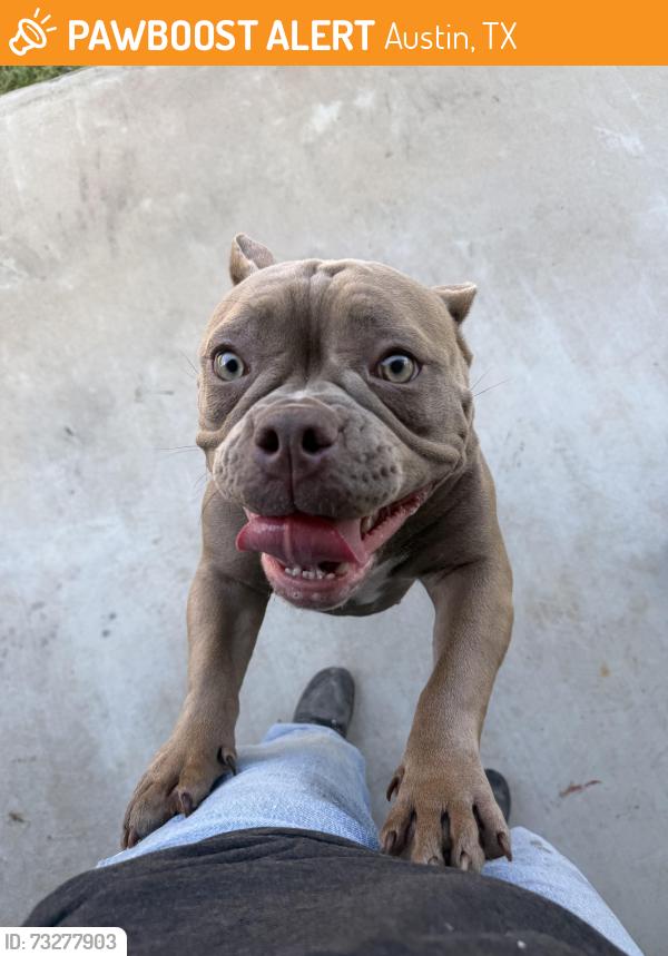 Found/Stray Female Dog last seen Ross and Elroy, Austin, TX 78617