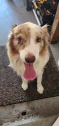 Found/Stray Male Dog last seen FM 1417/Grant Drive, Sherman, TX 75090