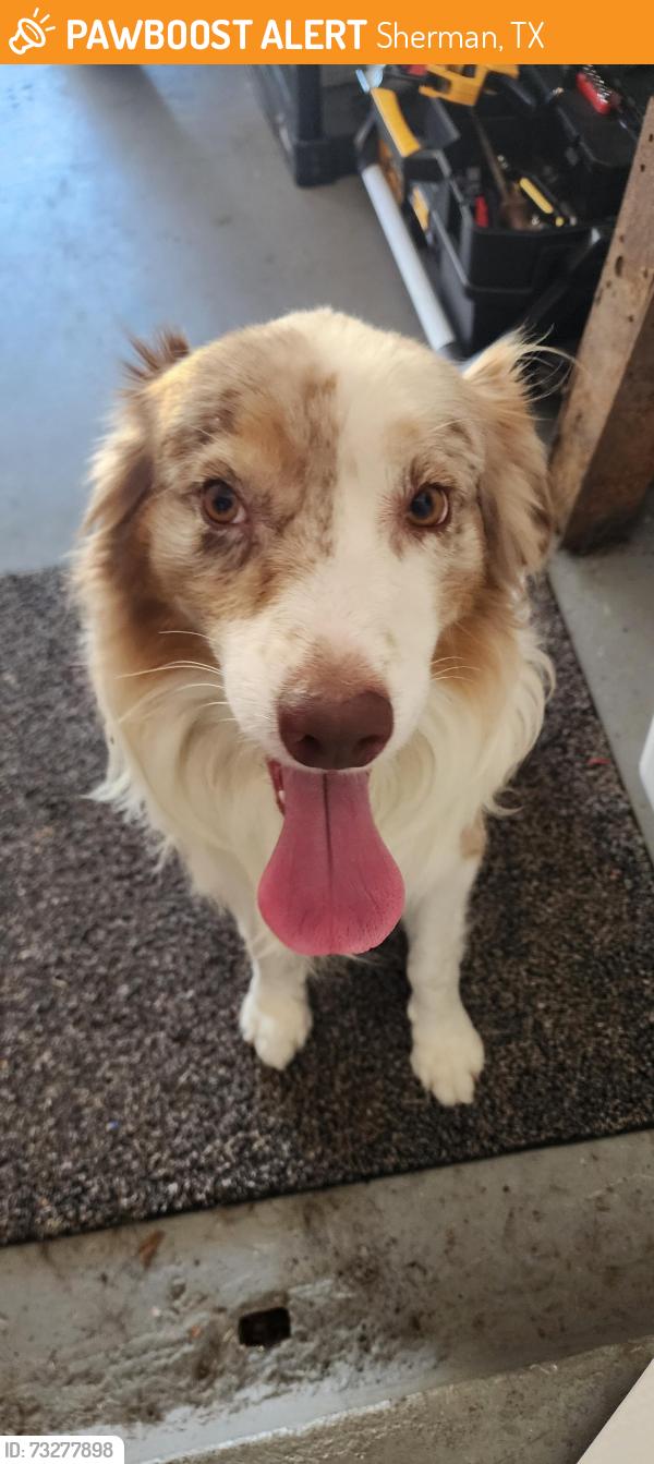 Found/Stray Male Dog last seen FM 1417/Grant Drive, Sherman, TX 75090