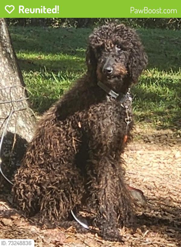 Reunited Male Dog last seen Springer Drive, Port Richey, FL 34668
