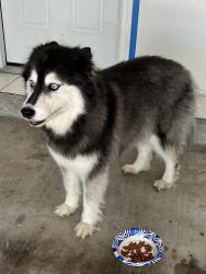 Reunited Unknown Dog last seen Enchanted Valley Drive, Houston, TX 77429