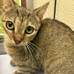 Shelter Stray Female Cat last seen , 2350 Appling City Cove, Memphis, TN 38133, USA
