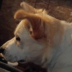 Shelter Stray Female Dog last seen , 2608 Center St, Tacoma, WA 98409, USA