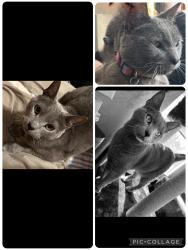 Reunited Male Cat last seen N 6th St, Sheboygan, WI, USA, Sheboygan, WI 53083