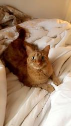 Reunited Male Cat last seen Near Broadway, Orangeville, ON L9W 7N8, Canada, Orangeville, ON L9W 7N8