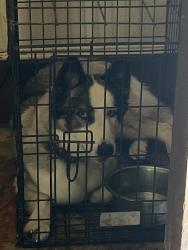 Found/Stray Female Dog last seen White store road school, Wadesboro, NC 28710