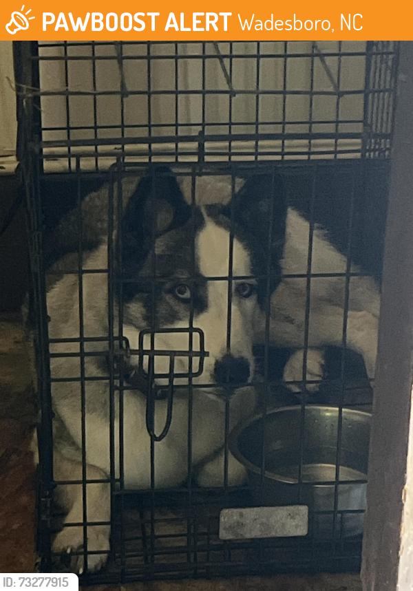 Found/Stray Female Dog last seen White store road school, Wadesboro, NC 28710