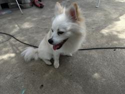 Found/Stray Male Dog last seen Found on S Cragmont Ave, Alum Rock, CA 95127