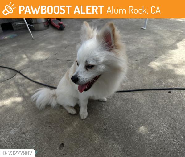 Found/Stray Male Dog last seen Found on S Cragmont Ave, Alum Rock, CA 95127