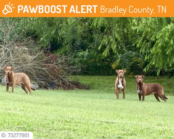 Found/Stray Unknown Dog last seen Near Weatherly Switch AND Red Clar, Bradley County, TN 37311