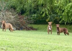 Found/Stray Unknown Dog last seen Near Weatherly Switch AND Red Clar, Bradley County, TN 37311