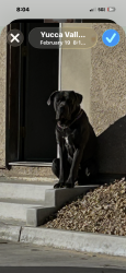 Lost Male Dog last seen Via quedo, Desert Hot Springs, CA 92240