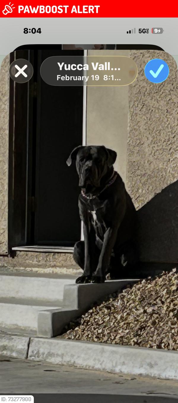 Lost Male Dog last seen Via quedo, Desert Hot Springs, CA 92240