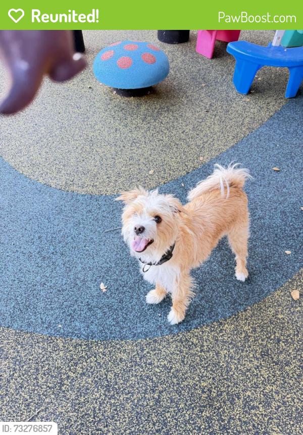 Reunited Male Dog last seen alum rock avenue and porter lane, San Jose, CA 95127