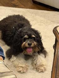 Found/Stray Male Dog last seen 81st & Aspen, Broken Arrow, OK 74012