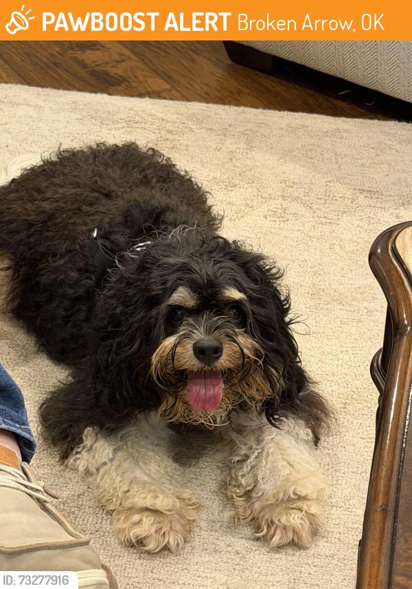 Found/Stray Male Dog last seen 81st & Aspen, Broken Arrow, OK 74012