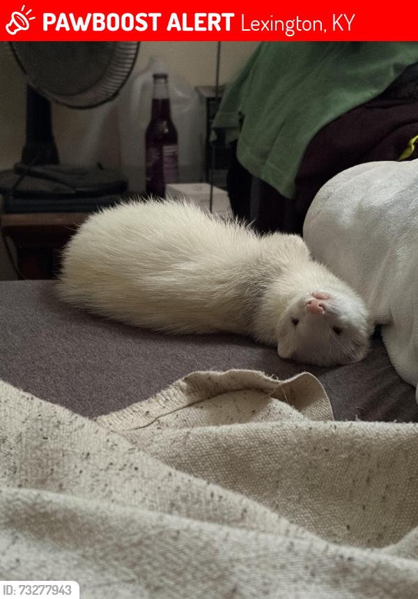 Lost Female Ferret last seen Camelot dr Lancelot ln, Lexington, KY 40517