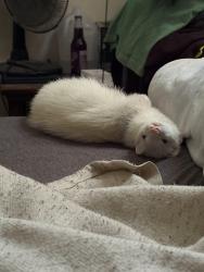 Lost Female Ferret last seen Camelot dr Lancelot ln, Lexington, KY 40517