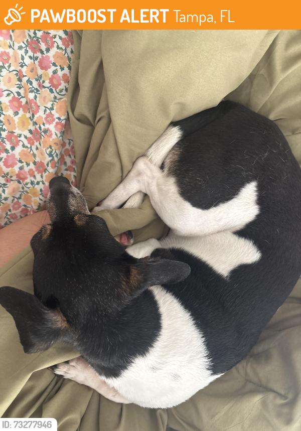 Found/Stray Female Dog last seen Tampa, Tampa, FL 33612