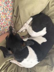 Found/Stray Female Dog last seen Tampa, Tampa, FL 33612