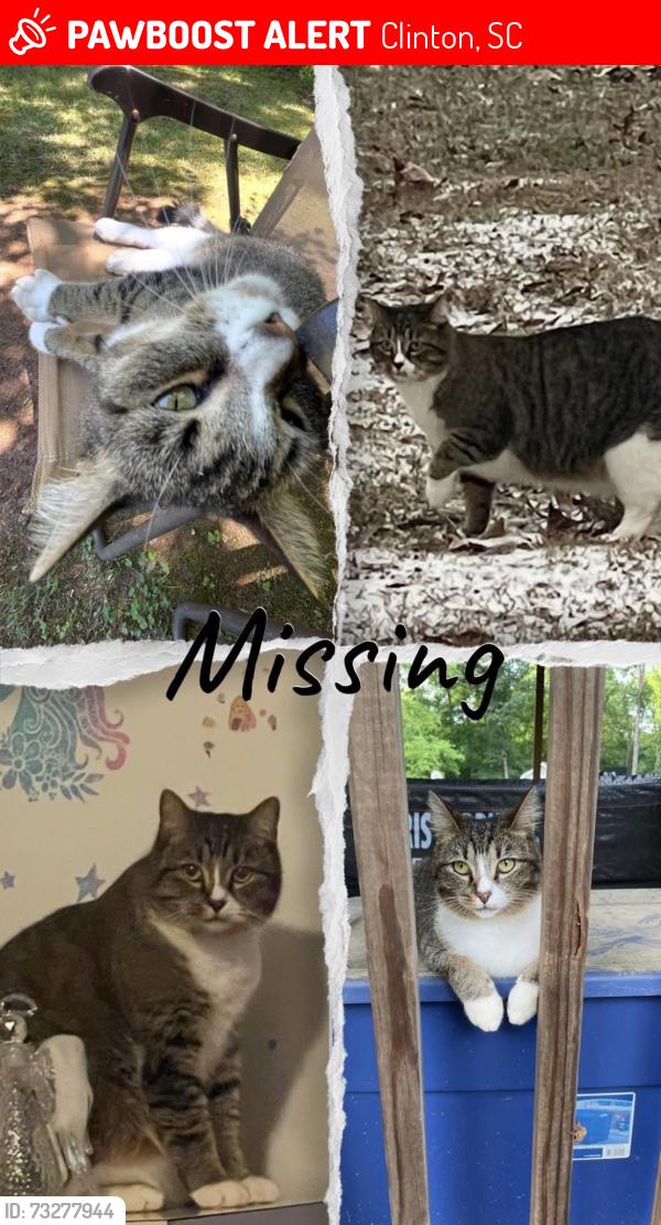 Lost Female Cat last seen In our yard, Clinton, SC 29325