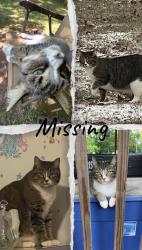 Lost Female Cat last seen In our yard, Clinton, SC 29325