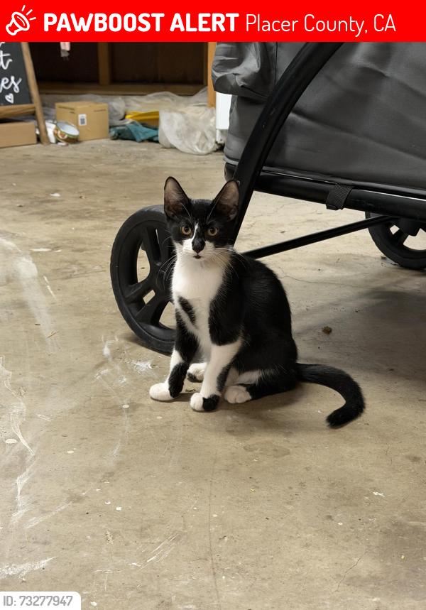 Lost Male Cat last seen Eden rock Rd and Cook Rd, Placer County, CA 95650