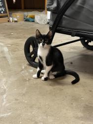 Lost Male Cat last seen Eden rock Rd and Cook Rd, Placer County, CA 95650