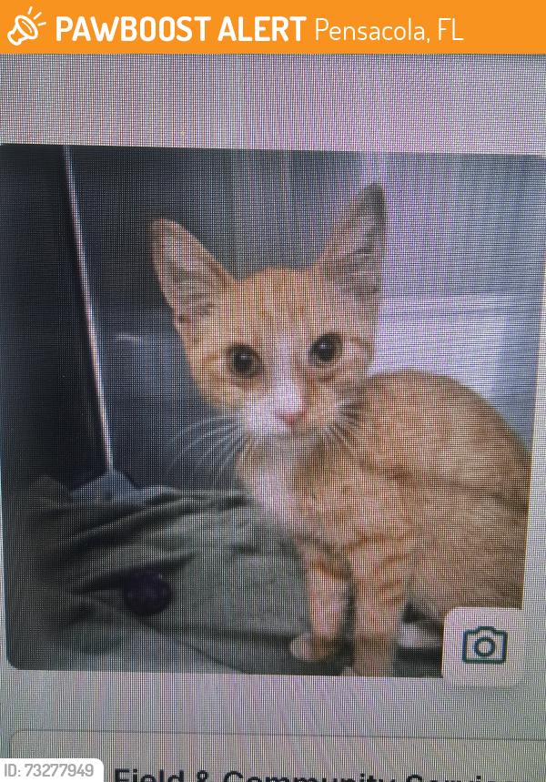 Found/Stray Female Cat last seen Someone's yard near N W Street, Pensacola, FL 32505