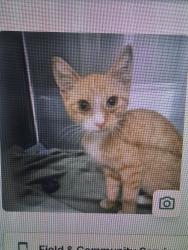 Found/Stray Female Cat last seen Someone's yard near N W Street, Pensacola, FL 32505