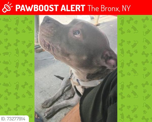 Lost Female Dog last seen Near walton avenue Bronx NY 10453, The Bronx, NY 10453
