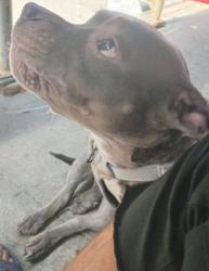 Lost Female Dog last seen Near walton avenue Bronx NY 10453, The Bronx, NY 10453