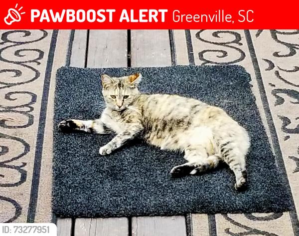 Lost Female Cat last seen Butler Springs Rd, Greenville, SC 29615