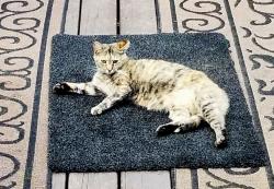 Lost Female Cat last seen Butler Springs Rd, Greenville, SC 29615