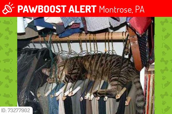 Lost Male Cat last seen Near jackson across from the Park. Bobby goes there but always comes back. Thank you anyone who can help., Montrose, PA 18801