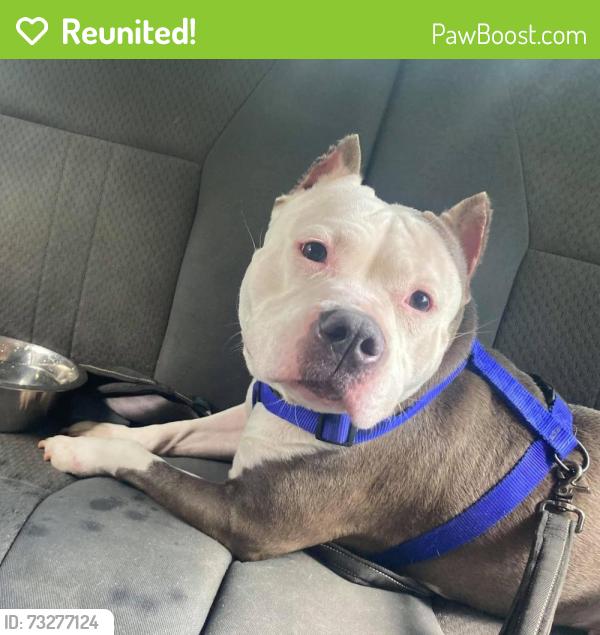 Reunited Female Dog last seen IHOP on collins, Plant City, FL 33563