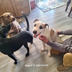 Found/Stray Male Dog last seen Yadkin and Sante Fa, Fayetteville, NC 28303