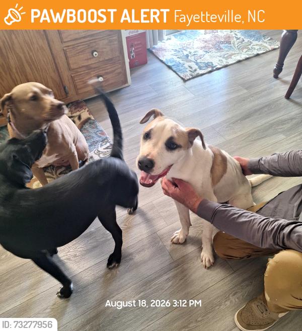 Found/Stray Male Dog last seen Yadkin and Sante Fa, Fayetteville, NC 28303