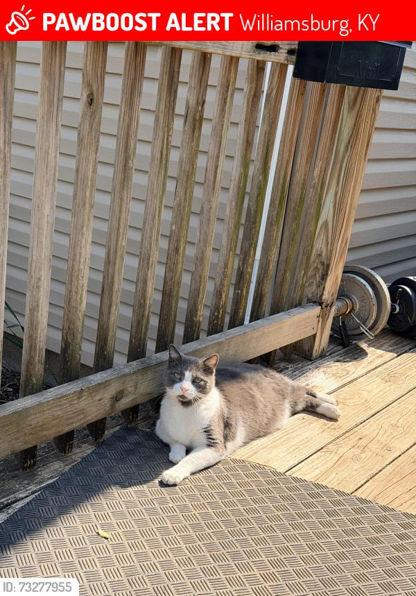 Lost Male Cat last seen Craig Road, Williamsburg, KY 40769