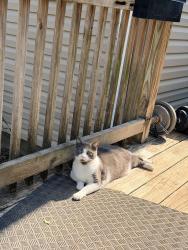 Lost Male Cat last seen Craig Road, Williamsburg, KY 40769