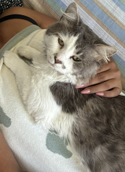 Reunited Male Cat last seen Boulevard apmts, Oceanside, CA 92056