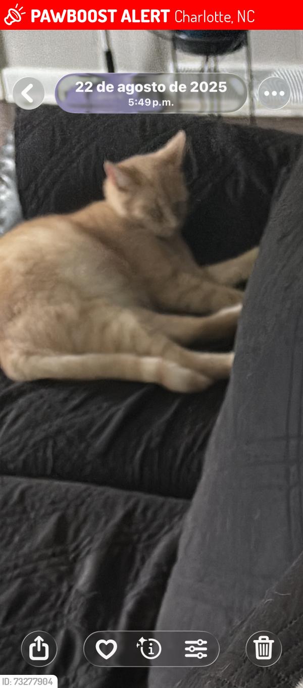 Lost Male Cat last seen Paula circle and peachtree, Charlotte, NC 28216