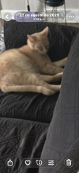 Lost Male Cat last seen Paula circle and peachtree, Charlotte, NC 28216