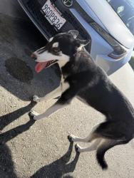 Found/Stray Female Dog last seen Workman, West Covina, CA 91790