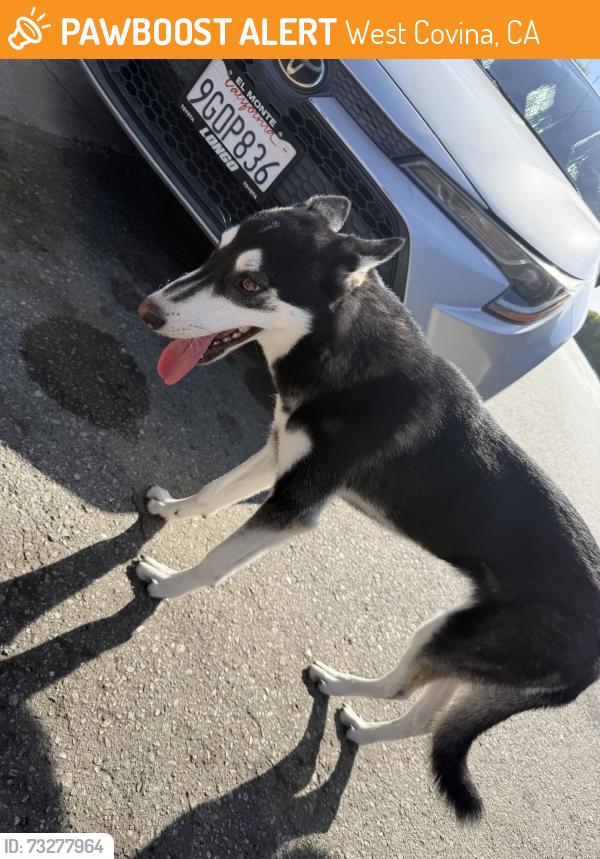 Found/Stray Female Dog last seen Workman, West Covina, CA 91790