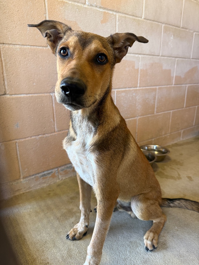 Shelter Stray Male Dog last seen Bexar County, 3353 Morningside Dr, New Braunfels, TX 78132, USA
